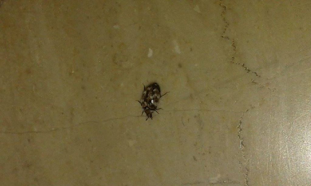 Anthrenus cf. verbasci, Dermestidae
